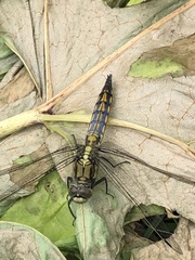 Orthetrum cancellatum
