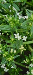 Galium humifusum