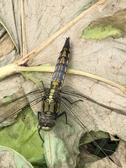 Orthetrum cancellatum