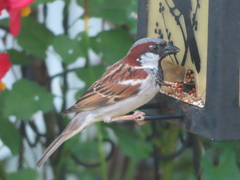 Passer domesticus