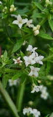 Galium humifusum