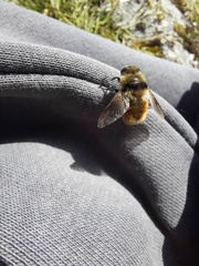 Cephenemyia stimulator