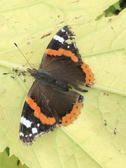 Vanessa atalanta
