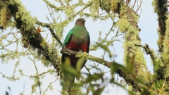 Pharomachrus auriceps