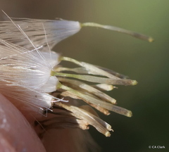 Agoseris apargioides
