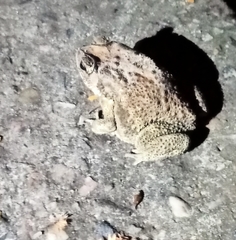 Duttaphrynus melanostictus