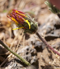 Agoseris apargioides