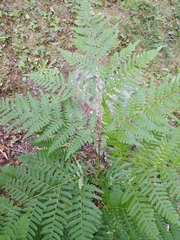 Pteridium pinetorum
