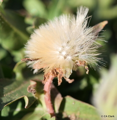 Agoseris apargioides