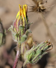 Agoseris apargioides