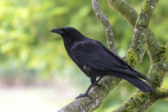 Corvus corone