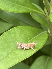 Acrididae