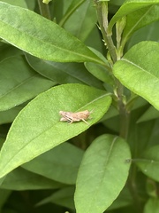 Acrididae