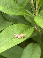Acrididae