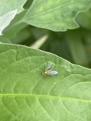 Condylostylus