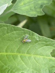 Condylostylus