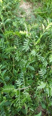 Tribulus terrestris