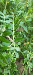 Tribulus terrestris