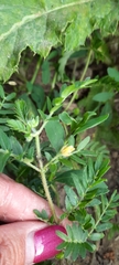 Tribulus terrestris