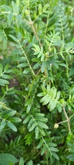 Tribulus terrestris