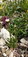 Leucanthemum atratum