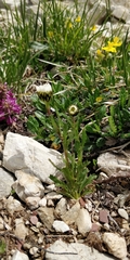 Leucanthemum atratum