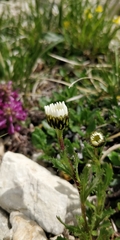 Leucanthemum atratum