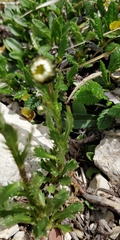 Leucanthemum atratum