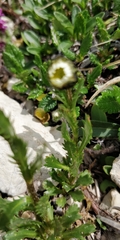 Leucanthemum atratum