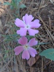 Phlox woodhousei