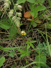 Potentilla flagellaris