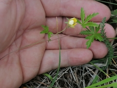 Potentilla flagellaris