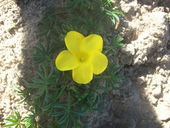 Oxalis flava
