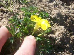 Oxalis flava
