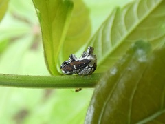 Notocera bituberculata