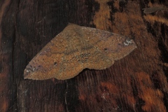Ericeia inangulata