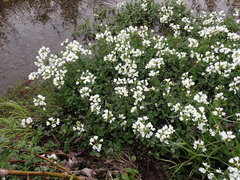 Cardamine prorepens