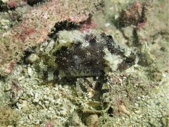 Centrogenys vaigiensis