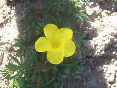 Oxalis flava