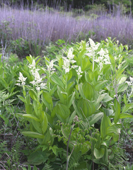 Veratrum stamineum