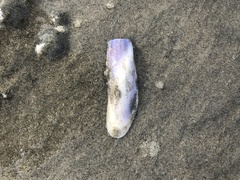Modiolinae