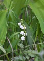 Convallaria keiskei