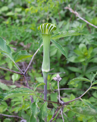 Arisaema peninsulae iNat (1)