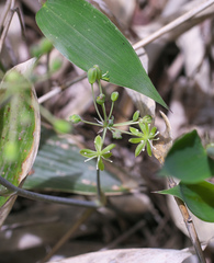 Smilax nipponica