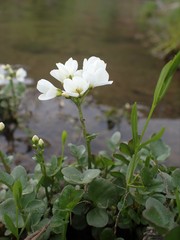 Cardamine prorepens