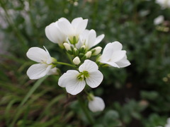Cardamine prorepens
