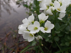 Cardamine prorepens