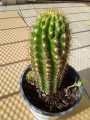 Trichocereeae