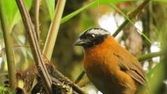 Oreothraupis arremonops