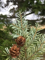 Tsuga heterophylla